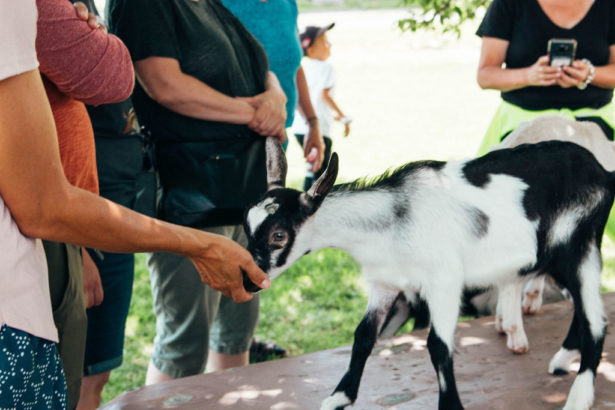 Idyll Farms Goat Cheese Tasting at The Union! Idyll Farms Goat Farm Tour  2021