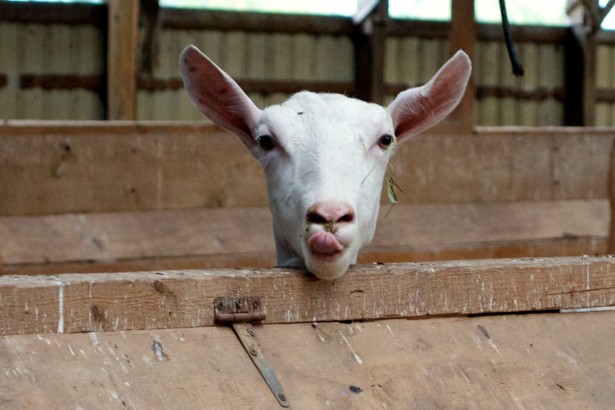 Goat Lively Run Dairy