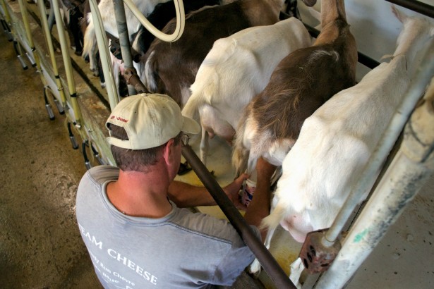 Steve Messmer Milking Goats Lively Run Dairy