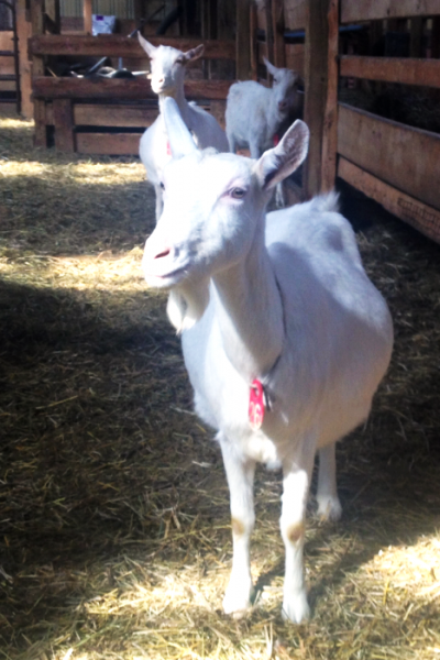 Pregnant Goat Lively Run Dairy