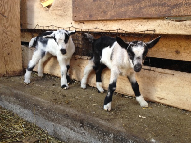 Kids Baby Goats Lively Run Dairy