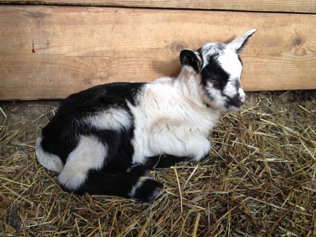 Kid Baby Goat Lively Run Dairy