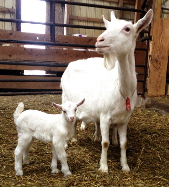 Goat Kid First Born Lively Run