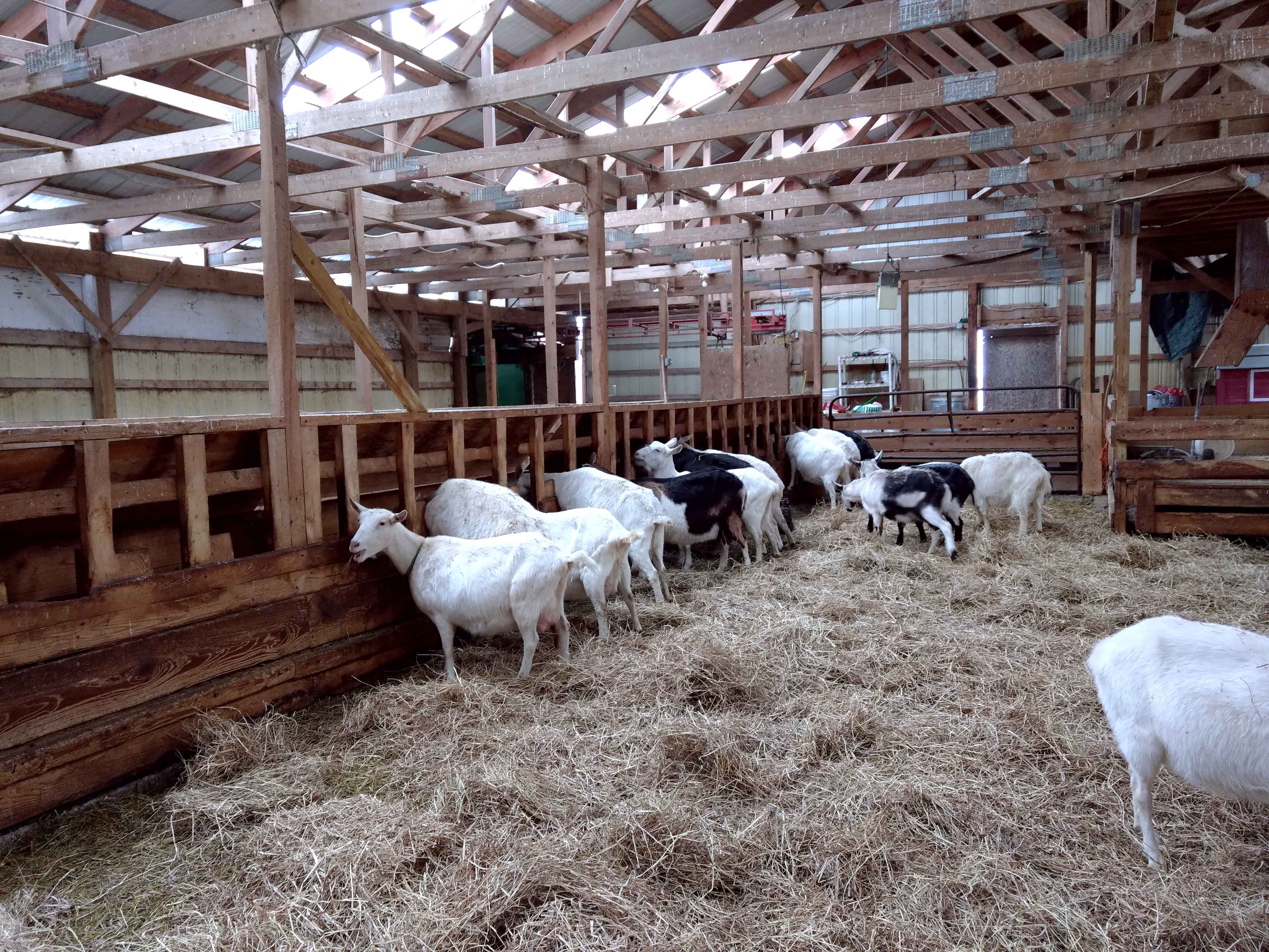 How do the animals stay warm? Lively Run Goat Dairy