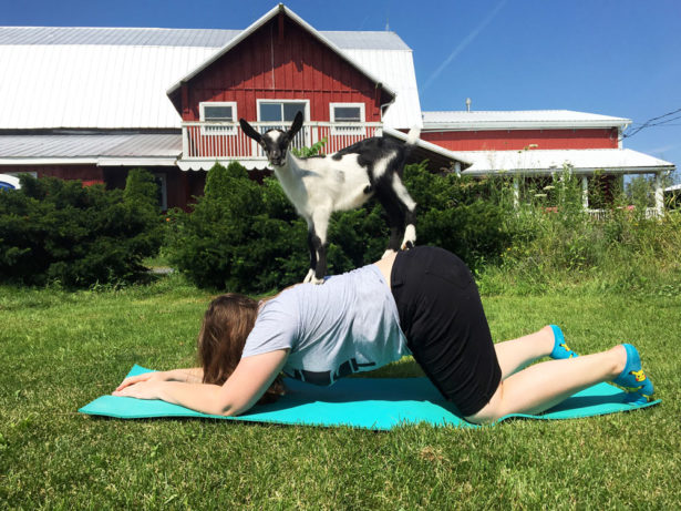 Goat Yoga